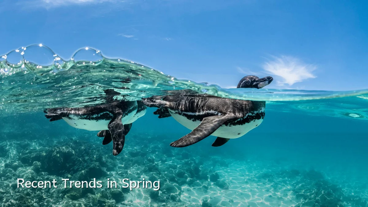 Recent Trends in Spring